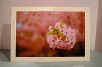 Image 1 of Up Close with Cherry Blossom