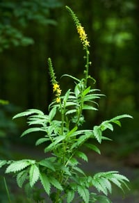 Image 5 of Cleanse Formula