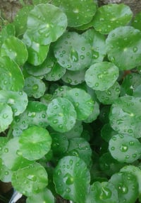 Image 5 of Restorative Formula