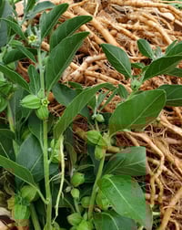 Image 2 of Restorative Formula