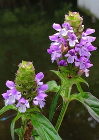 Image 2 of Immune Formula 
