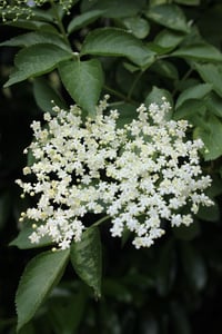 Image 3 of Immune Formula 