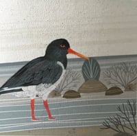 Image 4 of Oyster Catcher
