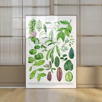 Image 2 of Hoya Species Poster