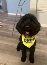 Image 1 of Pet Bandanas Spring/Summer Colors