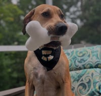 Image 1 of Classic Pet Dog Bone (Medium Size Shown in pic)