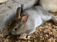 Image 1 of Netherland Dwarf/Lion-Head Bunny mix (adolescent)