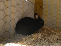 Image 2 of Netherland Dwarf/Lion-Head Bunny mix (adolescent)