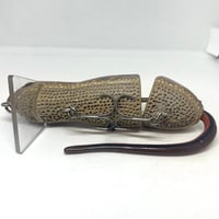 Image 3 of Silly Sally (Pacific Giant Salamander)