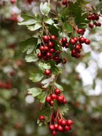 Image 2 of Hawthorn Formula