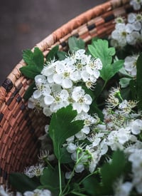 Image 4 of Hawthorn Formula