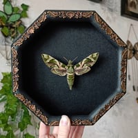 Army Green Moth