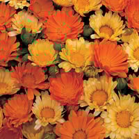 Image 2 of Beauty Oil