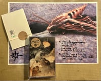 Image 4 of Jeph Jerman | Birds, Bees, Insects | c60 | upf°31