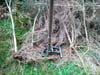 Tree remover- Weapon of Mass Conservation