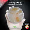 Firerug Inkcap (Coprinellus Domesticus) Live Mycelium Mushroom Culture Spawn Seed