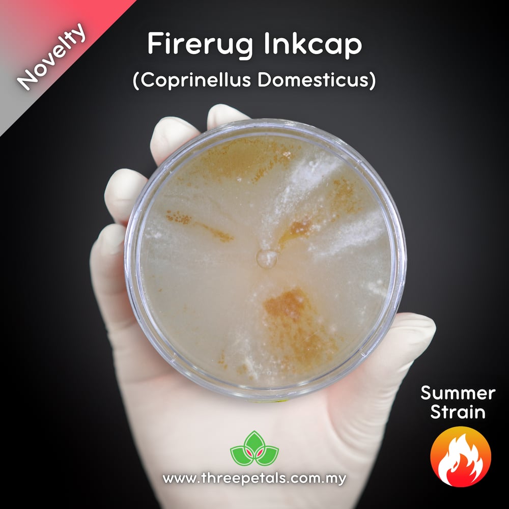 Firerug Inkcap (Coprinellus Domesticus) Live Mycelium Mushroom Culture Spawn Seed