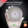 Petticoat Mottlegill (Panaeolus Papilionaceus) Live Mycelium Mushroom Culture Spawn Seed