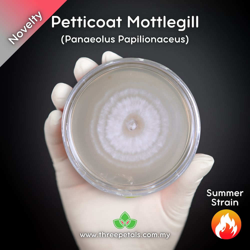 Petticoat Mottlegill (Panaeolus Papilionaceus) Live Mycelium Mushroom Culture Spawn Seed