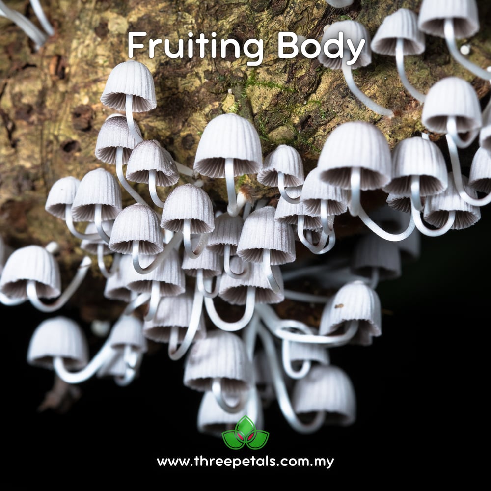 Fairy Inkcap (Coprinellus Disseminatus) Live Mycelium Mushroom Culture Spawn