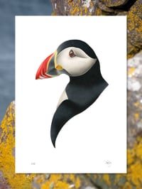 Image 2 of Atlantic Puffin Portrait Scottish Seabird Fine Art Print