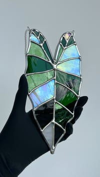 Image 1 of alocasia variegata - stained glass