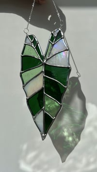 Image 2 of alocasia variegata - stained glass