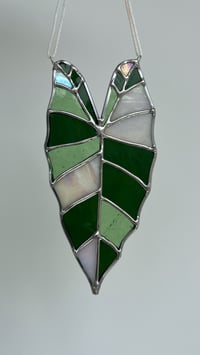 Image 3 of alocasia variegata - stained glass