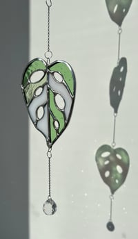 Image 4 of monstera adansonii leaf cascade - stained glass