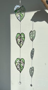 Image 1 of monstera adansonii leaf cascade - stained glass