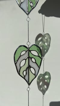 Image 3 of monstera adansonii leaf cascade - stained glass