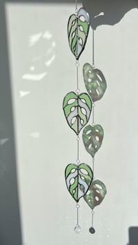 Image 2 of monstera adansonii leaf cascade - stained glass