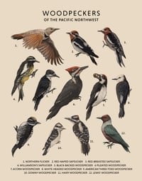 Woodpeckers of the Pacific Northwest