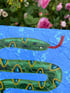 JUST ANOTHER SNAKE IN THE GRASS Image 2
