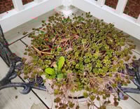 Image 2 of 43 - Potted Sedum