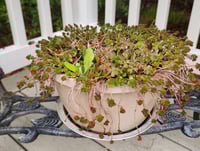 Image 1 of 43 - Potted Sedum