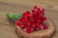 Globe Amaranth Bunch - Red 2