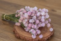 Globe Amaranth Bunch - Pink Purple