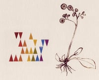 Image 1 of Hawkweed