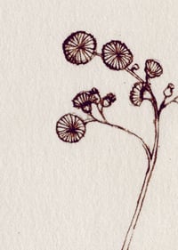 Image 3 of Hawkweed
