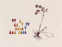 Image 4 of Hawkweed