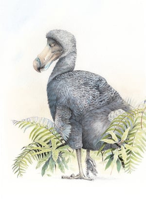 Dodo