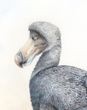 Dodo