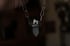 dead good aquamarine fox tooth necklace Image 2