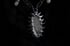 Dead good tooth fairy dragonfly wing necklace  Image 8
