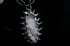 Dead good tooth fairy dragonfly wing necklace  Image 9