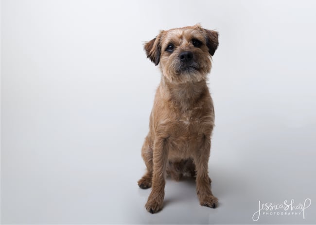 Studio Dog Portraits - Saturday 31st May 2025 (WHITE BACKGROUND)