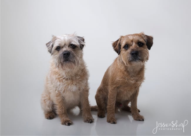 Studio Dog Portraits - Saturday 31st May 2025 (WHITE BACKGROUND)