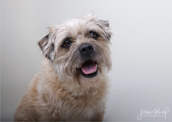 Studio Dog Portraits - Saturday 31st May 2025 (WHITE BACKGROUND)