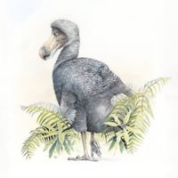 Image 1 of Dodo, Dronte de Maurice